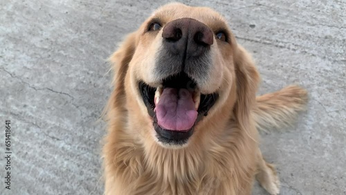 Video of golden retriever dog smiling. Concept of pets.