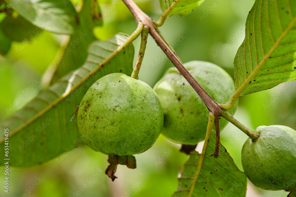 Fresh guava fruit on tree branch
