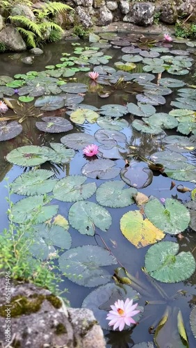 Lotus flower photo