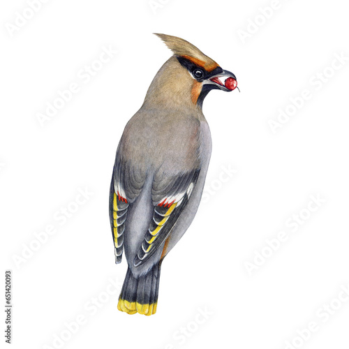 Waxwing bird eating berry watercolor illustration. Bombycilla garrulus avian. Hand drawn realistic detailed waxwing wildlife forest bird eating berries element. Backside view. White background photo