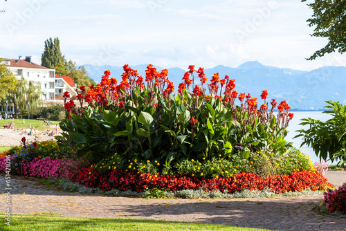 Flowers on the embankment of Langenargen, Bodensee, Germany