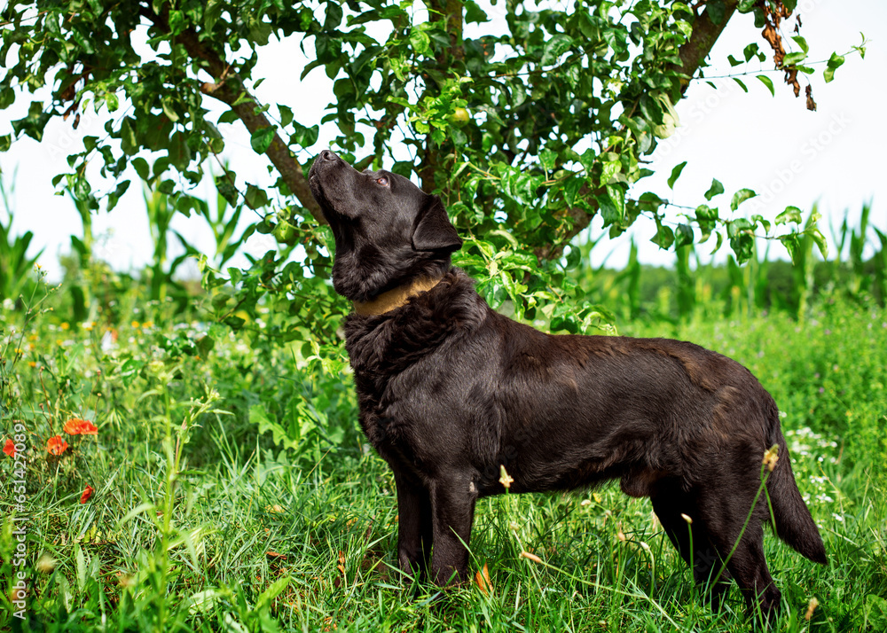 A black labrador stands in the grass against a green tree background. He lifted his head up. The dog is homeless, lost and neglected. The photo is blurred