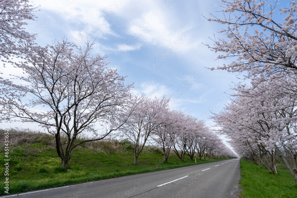 Fototapeta premium 石川県河北潟の母恋街道の桜並木