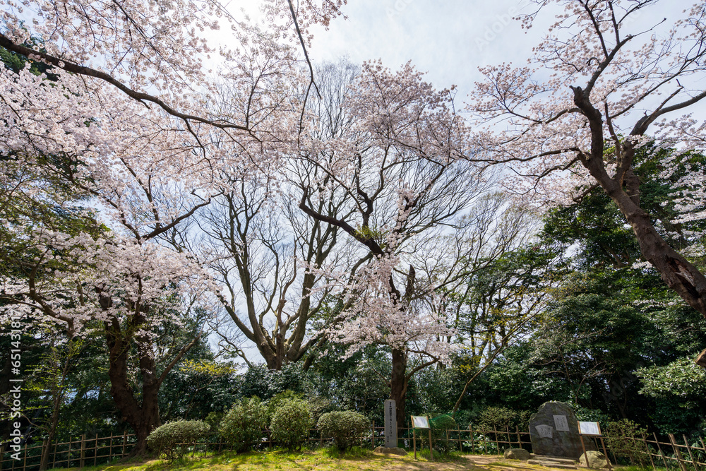 石川県河北潟の母恋街道の桜並木