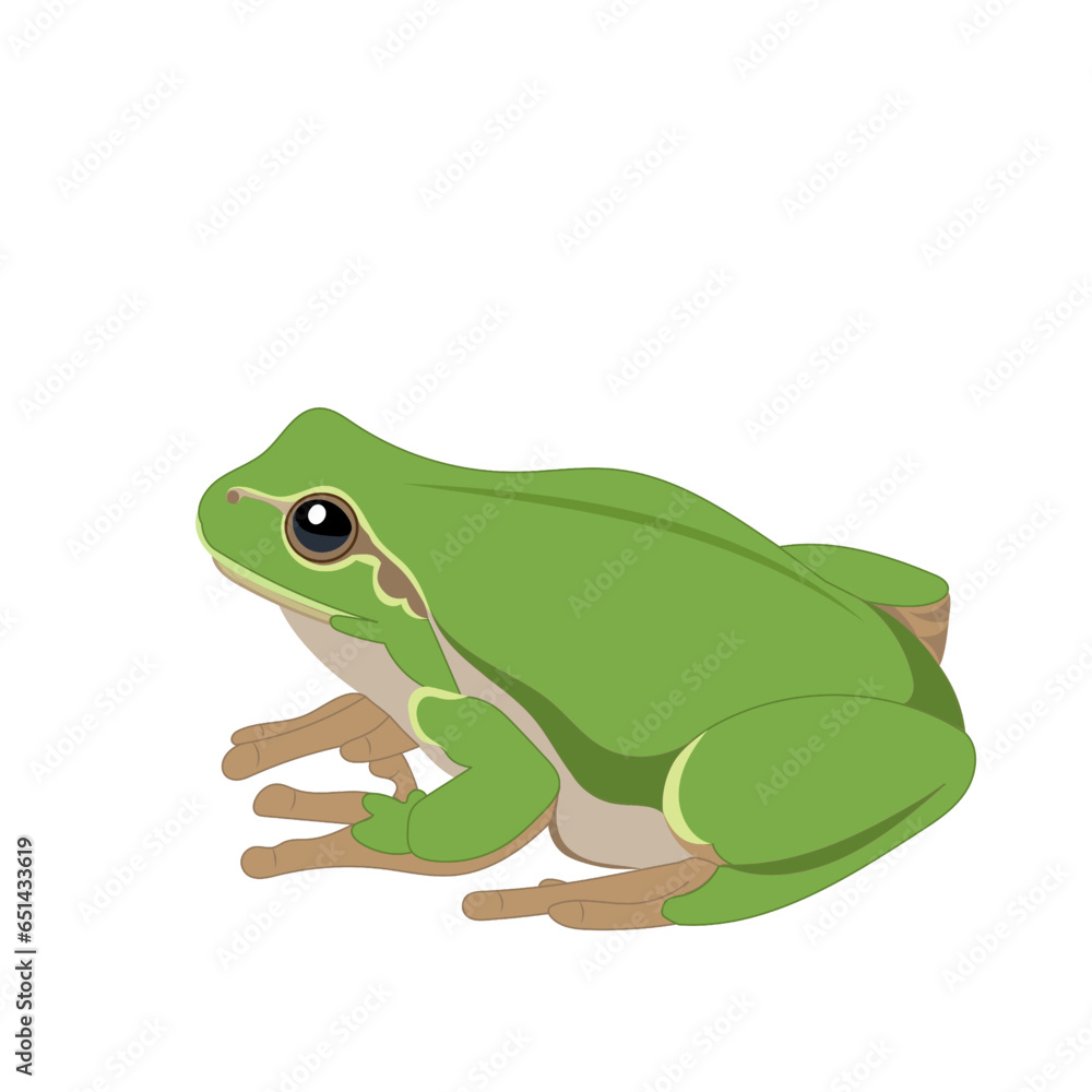 Obraz premium Green frog on white background ,vector illustration.