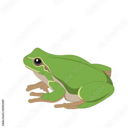 Green frog on white background ,vector illustration.