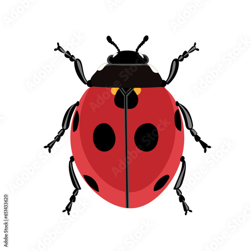 Ladybug vector illustration on white backgeound. © Tan