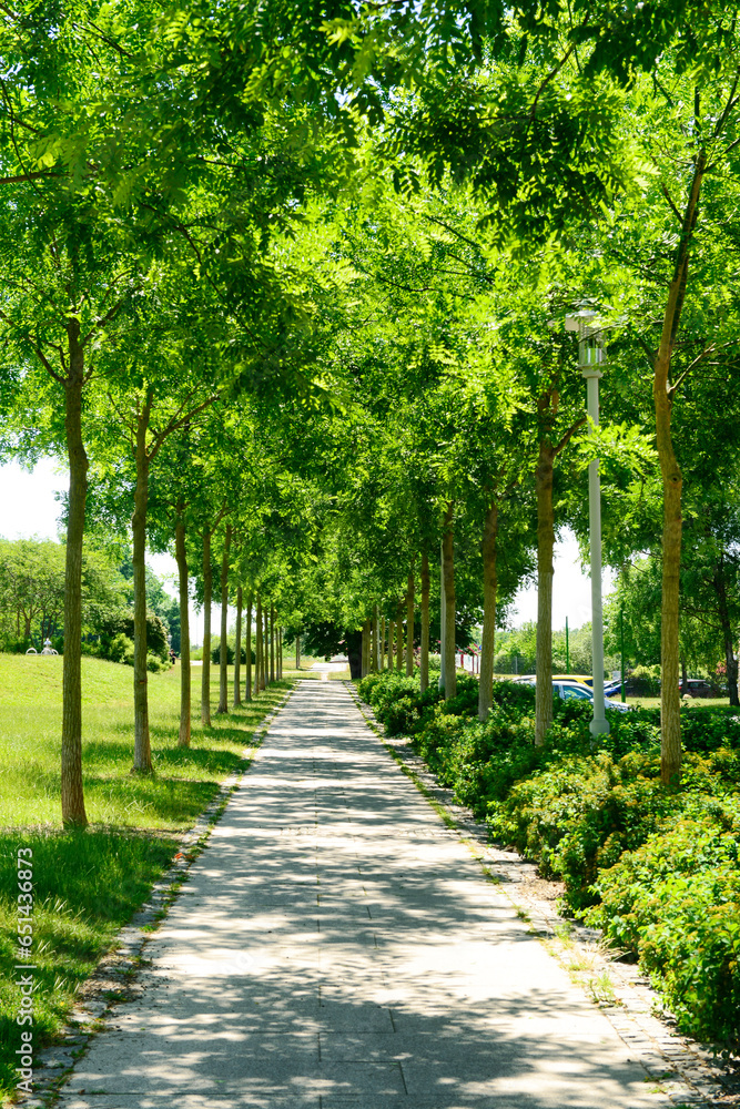View of park with alley and green trees on summer day