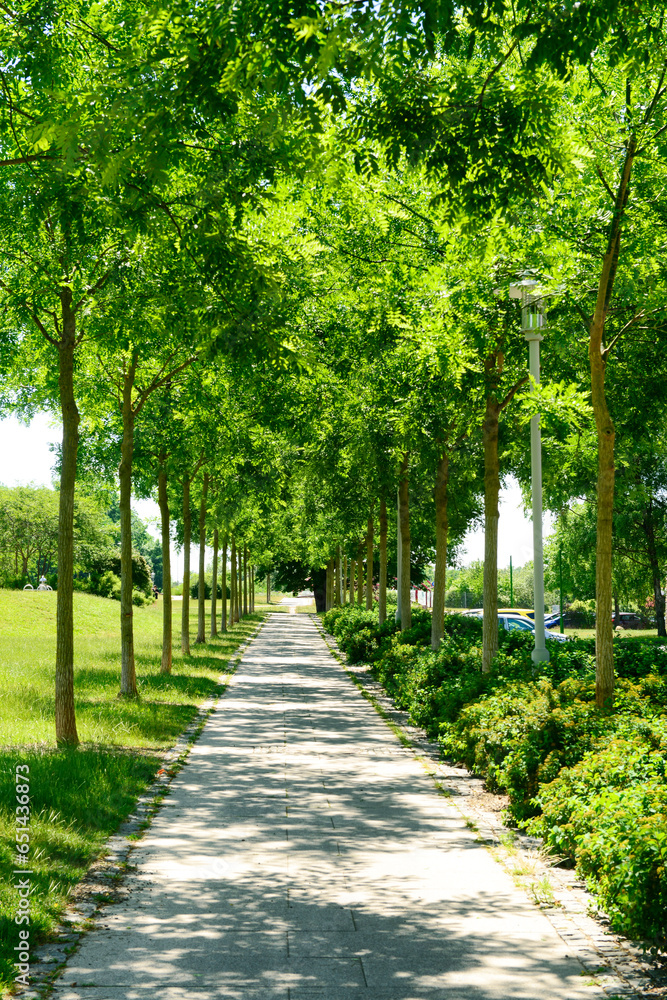 View of park with alley and green trees on summer day View of park with alley and green trees on summer day