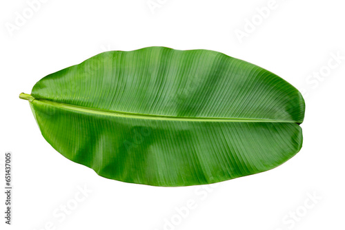 Banana leaves isolate on a white background with clipping path. Top view of Fresh green banana leaf.