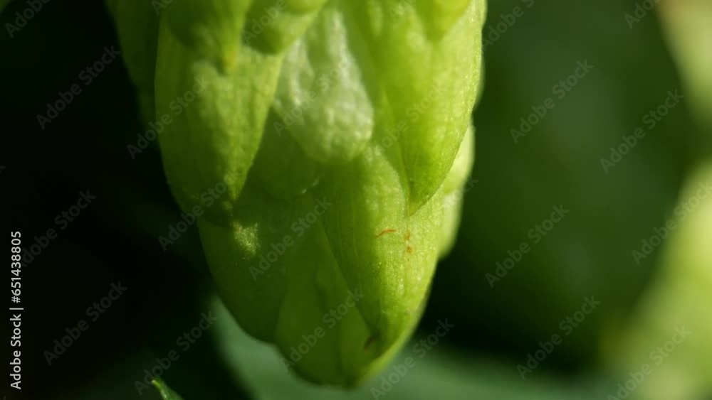 Sunlit hop bush, accentuated cone shapes, pleasing view. Sunlit hop bush, accentuated cone shapes, pleasing view.