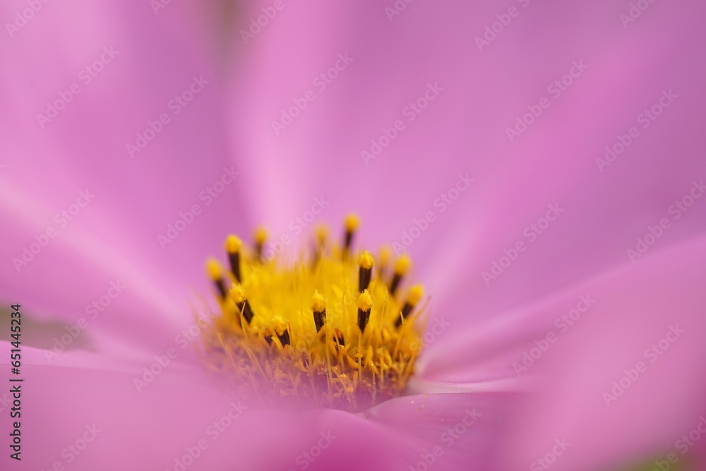 Cosmos Floral, Kosmeen in einem Garten Cosmos Floral, Kosmeen in einem Garten