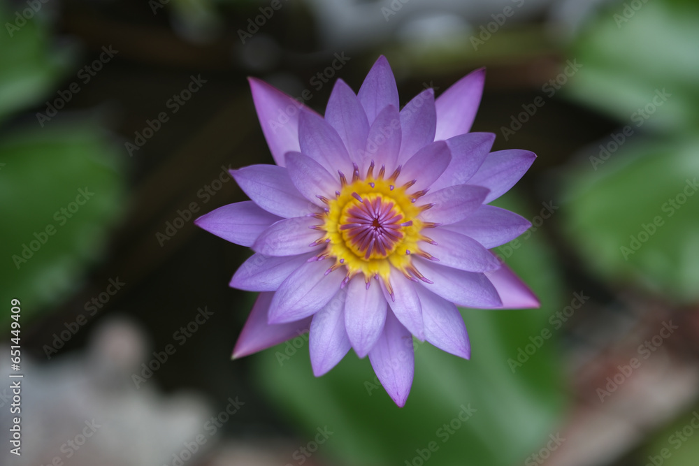A beautiful blue water lily , lotus flower in courtyard . A beautiful blue water lily , lotus flower in courtyard .
