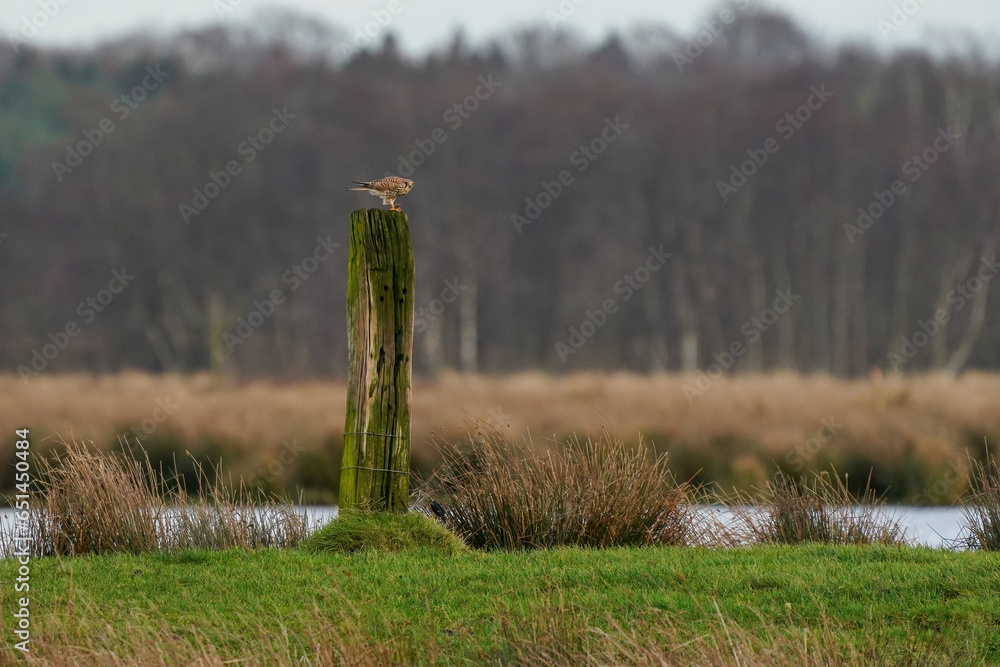 Beautiful bird of prey, falcon sits on a dry branch in search of prey. Bird watching, similar falcons, natural background, forest, water, lake