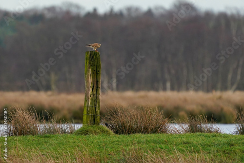 Obraz na płótnie Beautiful bird of prey, falcon sits on a dry branch in search of prey. Bird watching, similar falcons, natural background, forest, water, lake w salonie