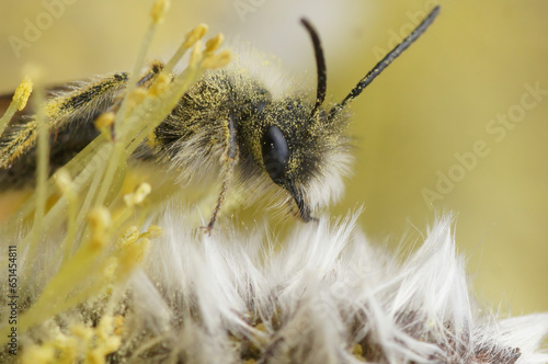 Closeup on a male of the endangered nycthemeral miner bee, Andrena nycthemera eating pollen from Willow, Salix photo