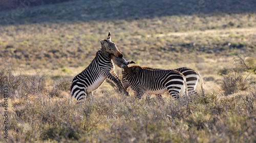 Mountain zebras in karoo Nationa Park fighting.