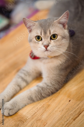 A Silver Shaded British Shorthair cat resting on the table