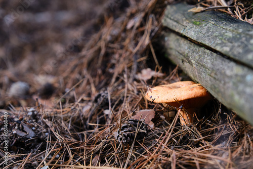 Mushroom grows in nature, lactarius deliciosus. Closeup