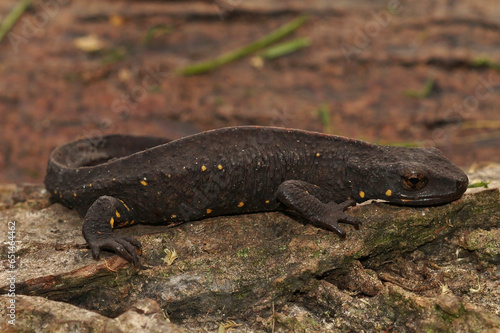 Closeup on a terrestrial, dark ,adult, male Chinese warty newt, Paramesotriton chinensis