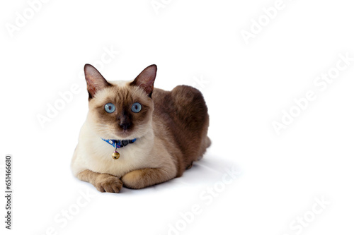 Siamese cat with blue eyes sitting on white background. Blue diamond cat sitting in the studio. Thai cat looking something with clipping path.