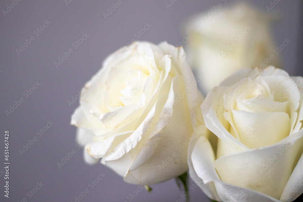 Close up shot of the white roses. Decor