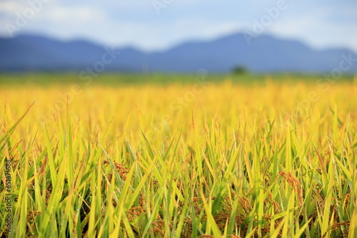 島根県出雲市で米が実る秋の田園風景 photo