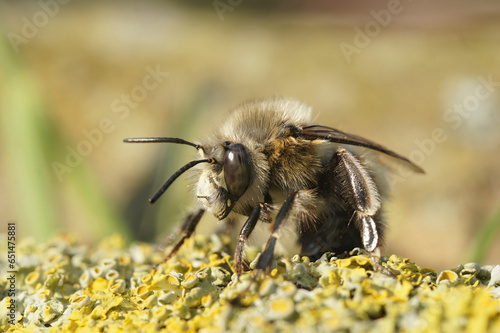 Detailed closeup on a hairy male hairy-footed flower bee, Anthophora plumipes sitting on wood
