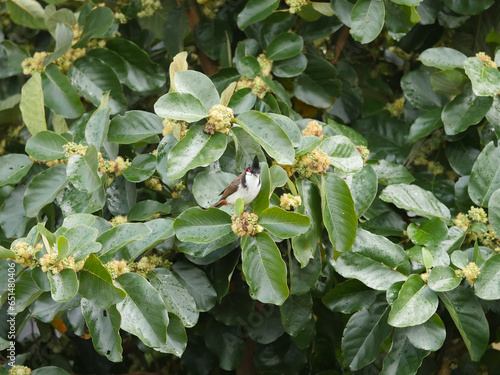 Pycnonotus jocosus bird - Red Whiskered Bulbul perching on branch of Xylosma tree in bloom
