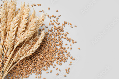 Wheat ears with grains on grey background