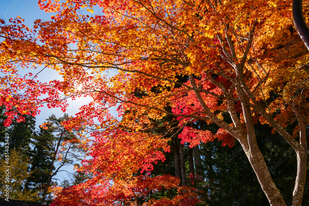 高野山の紅葉