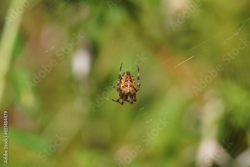 Female European garden spider (Araneus diadematus) in a spider web in a Dutch garden. Late summer, September. Family Orb-weaver spiders
