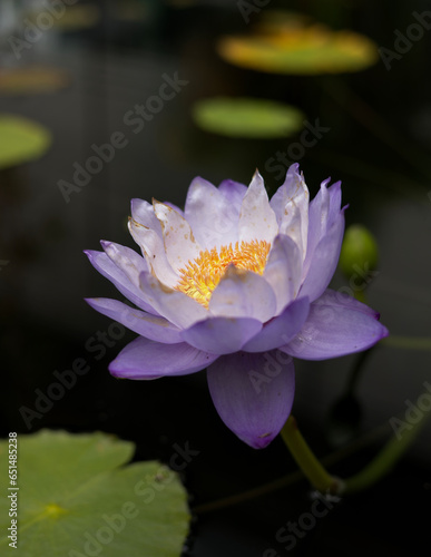 violet lotus alone