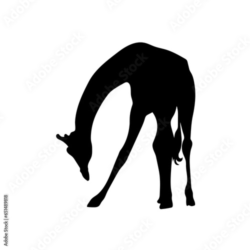 Giraffe vector png