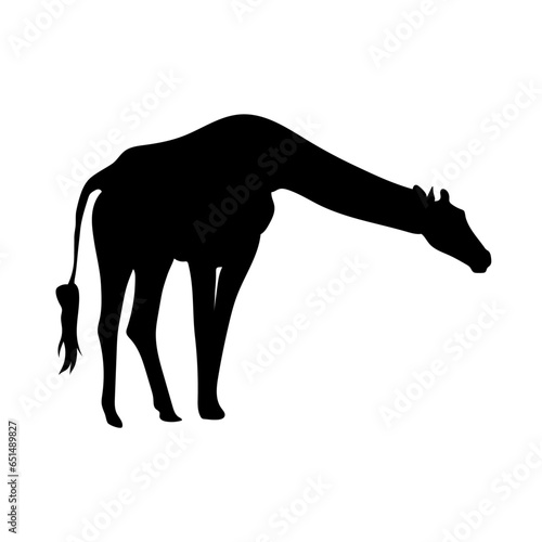 Giraffe vector png
