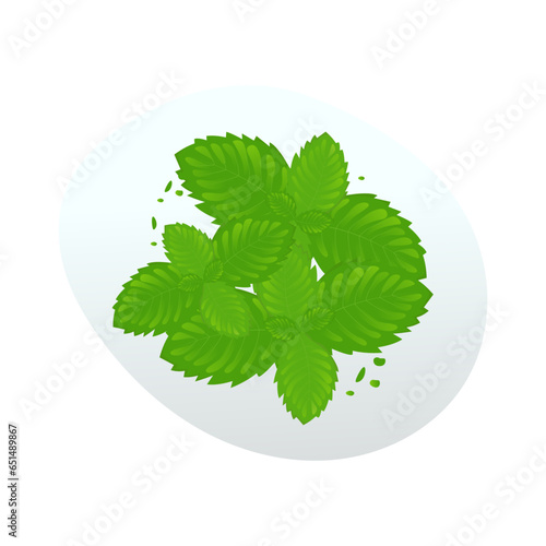 fresh mint leaves illustration