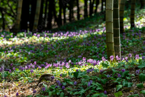 芽吹き始めた春の里山のイメージ