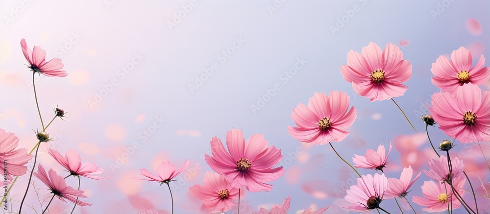 Naklejka premium Pink cosmos flowers blooming in the summer against a backdrop isolated pastel background Copy space