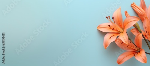 The beauty of a orange blossom isolated pastel background Copy space