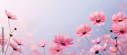 Pink cosmos flowers blooming in the summer against a backdrop isolated pastel background Copy space © Ilgun