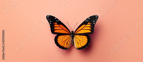 Gorgeous butterfly alone on isolated pastel background Copy space photo