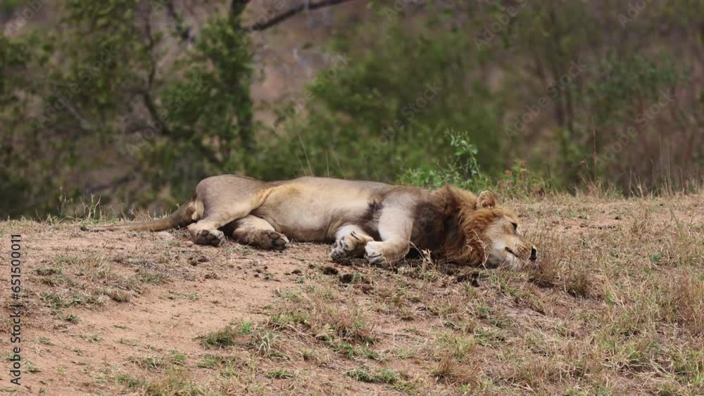 Male lion rolling around in dung Male lion rolling around in dung
