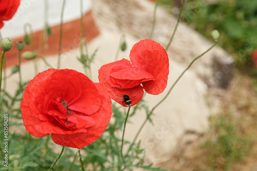 Beautiful flowers red poppies