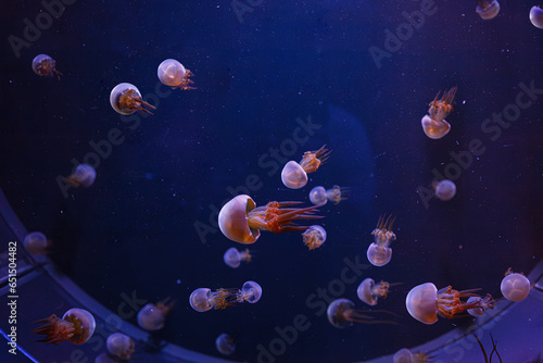 underwater photography of beautiful flame jellyfish rhopilema esculentum photo