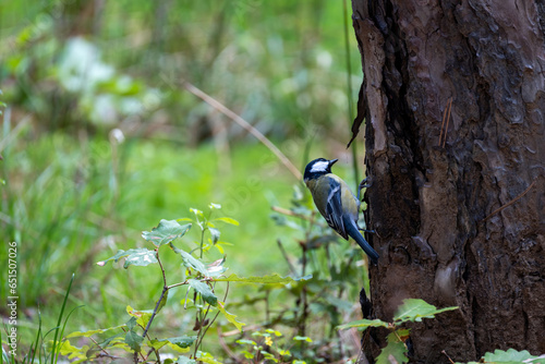 Yellow tit bird on the tree. Yellow tit among trees and grass. The natural world of birds.