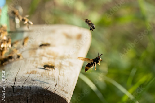 Asiatische Hornisse (Vespa velutina) bei der Jagd auf Honigbienen am Bienenstand © ll911