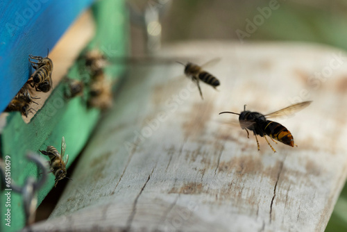 Asiatische Hornisse (Vespa velutina) bei der Jagd auf Honigbienen am Bienenstand