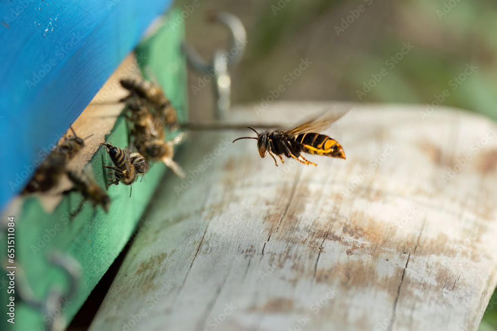 Φωτογραφία Asiatische Hornisse (Vespa velutina) bei der Jagd auf Honigbienen am Bienenstand