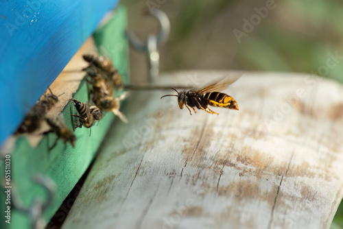 Asiatische Hornisse (Vespa velutina) bei der Jagd auf Honigbienen am Bienenstand © Lothar Lenz