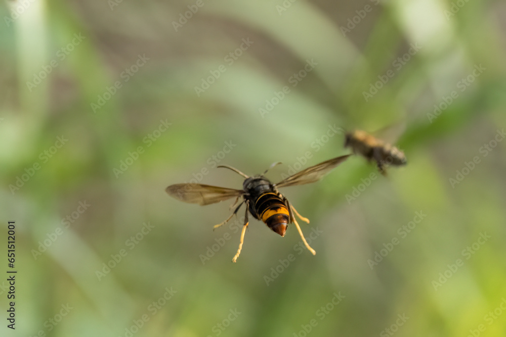 Asiatische Hornisse (Vespa velutina) Flugaufnahme